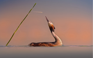 Bird swimming reed pink sky - a pink sky in the background free wallpaper