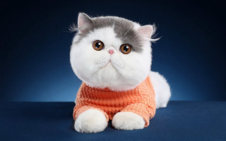 Cat sweater blue surface pop - pop surrealism free wallpaper