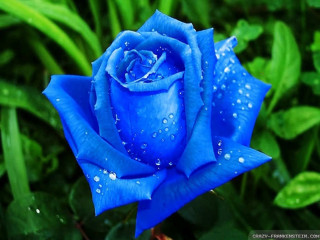 Blue rose water droplets garden - esao free wallpaper for desktop