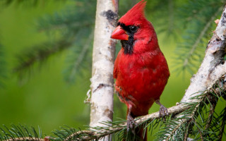 Red bird pine forest blurry - a red bird free wallpaper for desktop