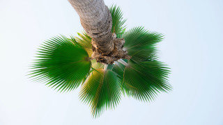 Palm tree green leaf white - a white sky in the background free wallpaper