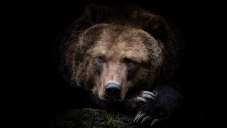 Brown bear sitting rock dark 3 - a rock in the dark free wallpaper
