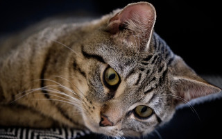 Cat pillow black background portrait - felix octavius carr darley free wallpaper