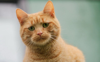 Cat green eyes closeup building - a blurry background of a building free wallpaper