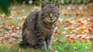 Sad cat grass dandelion outdoors - sad free wallpaper