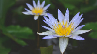 Blue yellow flower water droplets - adobe lightroom free wallpaper