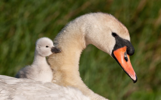 Mother swan young grass blurry - a blurry background of grass free wallpaper for desktop