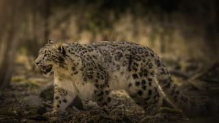Snow leopard walking forest muzzle - a snow leopard free wallpaper