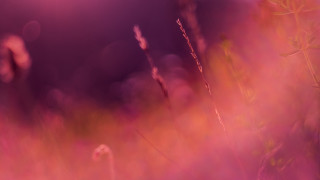 Tall grass purple sky bright - a purple sky in the background free wallpaper for desktop
