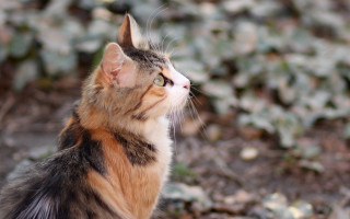 Cat looking up blurry background 4 - impressionism free wallpaper for desktop