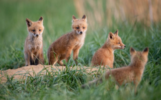 Foxes grass field rock rayonism - top of a grass free wallpaper for desktop