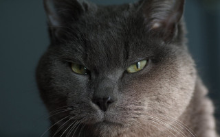 Cat serious green eyes closeup - a close up of a cat free wallpaper for desktop