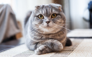 Cat regal focus blurry inset - regal free wallpaper