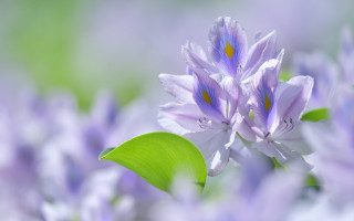 Purple flower green leaf bokeh - a purple flower free wallpaper for desktop
