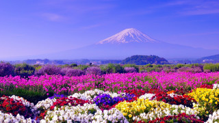 Flower field mountain sky clouds - a field of flowers free wallpaper for desktop