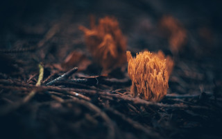 Wood fire campground blurry nature - shallow depth of field free wallpaper for desktop
