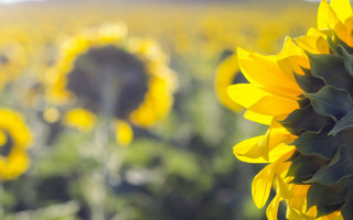 Large sunflower field sunset orange - claire dalby free wallpaper for desktop