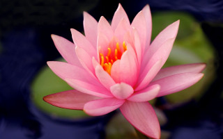 Pink lily pond blurry flower - simple free wallpaper