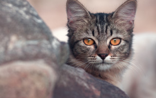 Orange eyed cat closeup blurry - orange eye free wallpaper for desktop