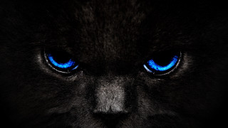 Black cat blue eyes gothic 3 - the dark background free wallpaper