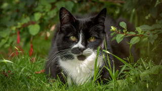 Black and white cat sad 2 - cat free wallpaper for desktop