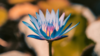 Blue flower bokeh macro vivid - vivid color free wallpaper