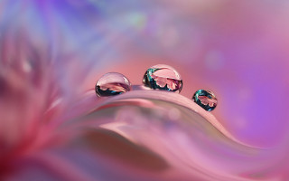 Water droplets leaf pink purple - top of a leaf free wallpaper