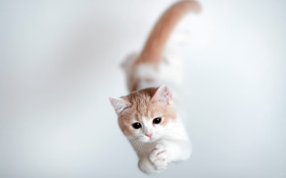 Cat jumping heroic arabesque blurry - heroic free wallpaper