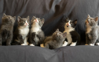 Kittens couch looking up renaissance - free cats wallpaper