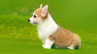 Small dog green field white - a green field of grass free wallpaper for desktop