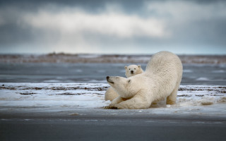 Polar bears playing beach cloudy - a cloudy sky in the background free wallpaper