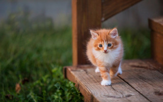 Small orange white kitten wooden - kitten free wallpaper