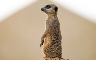 Meerkat rock tiltshift light background - a light background free wallpaper