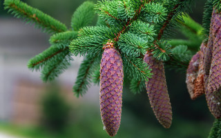 Pine cones house nature blurry - free nature wallpaper