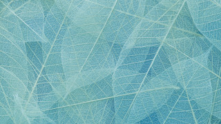 Blue leaf pattern foliage macro - a pattern of leaves free wallpaper
