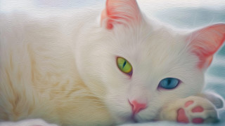 White cat green eyes snow - a white cat free wallpaper for desktop