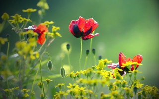 Red yellow flower field impressionist - red flower free wallpaper