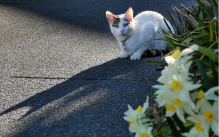 White cat flower field night - rule free wallpaper