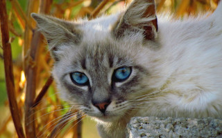 Cat blue eyes rock outside - a rock outside free wallpaper