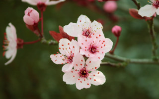 Pink flower branch bokeh macro 3 - a close up of a flower free wallpaper