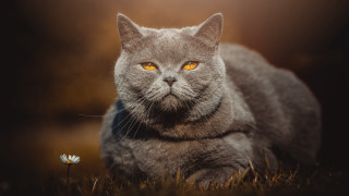 Cat yellow eyes grass flower - a flower in front free wallpaper