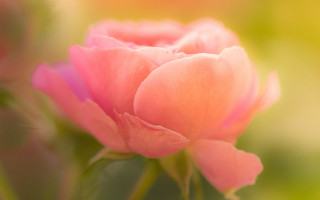 Pink roses macro blurry background - rose free wallpaper for desktop