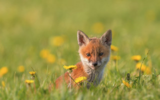 Small fox cub field flower - a yellow flower free wallpaper