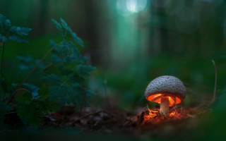 Mushroom light forest leaves fire - the forest free wallpaper