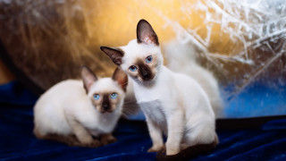 Siamese cats blue blanket blurry - a blue blanket free wallpaper