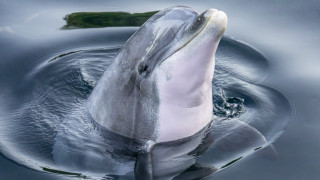 Dolphin water open mouthed surface - free animals wallpaper