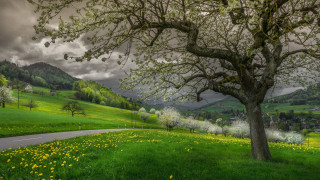 Tree field road cloudy sky - a green hillside free wallpaper