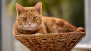 Sad cat basket photorealistic blurry - a basket free wallpaper