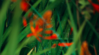 Flower water droplets grass bokeh - claire dalby free wallpaper for desktop