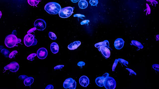 Jellyfish bioluminescent holographic night sky - the dark water free wallpaper